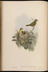 Stachyris ruficeps = Stachyridopsis ruficeps